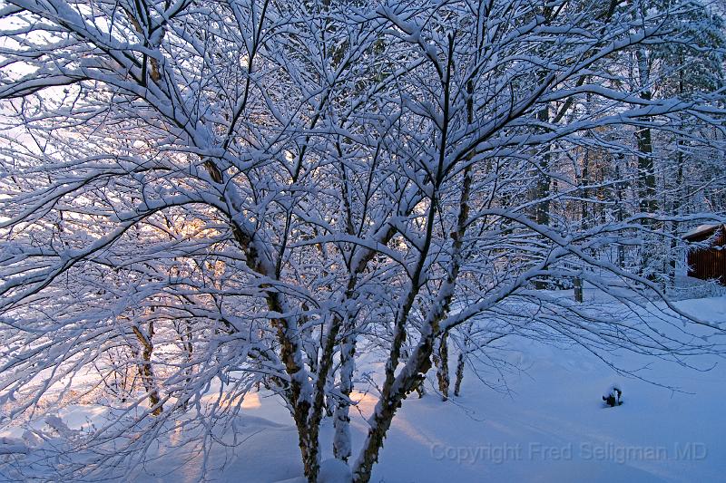 20071228_094112 D2X F.jpg - Winter scene, Happy Tails, Bridgton, Maine